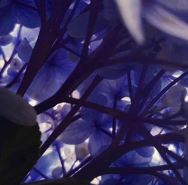 A COR VIOLETA DAS PLANTAS DE LUCIAH LOPEZ E PABLO NERUDA