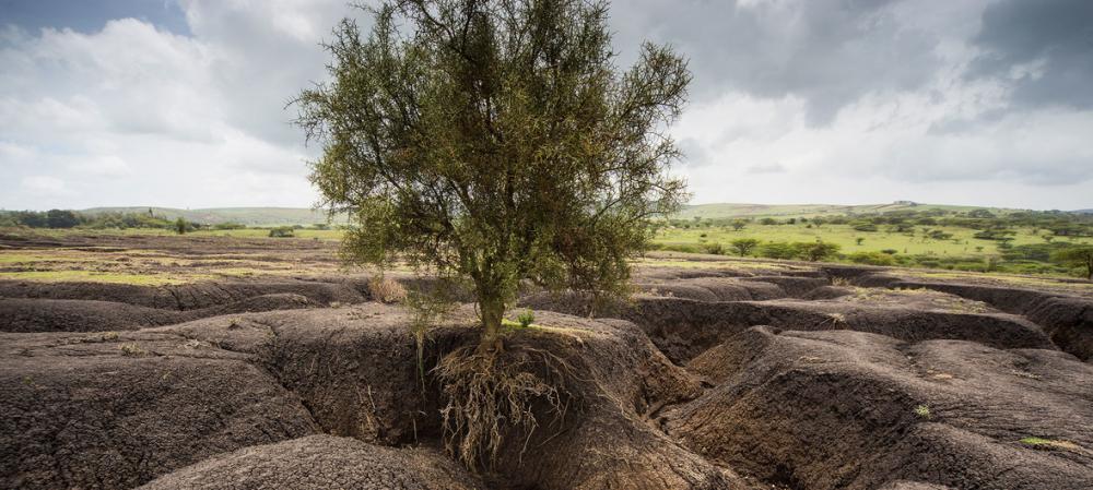 FAO alerta sobre degradação de um terço dos solos do planeta