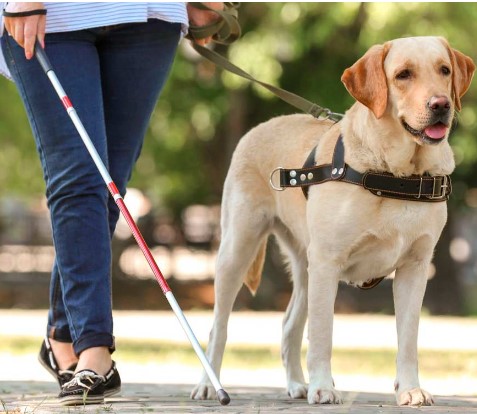 Projeto regulamenta as profissões de treinador de cão-guia e de instrutor de mobilidade