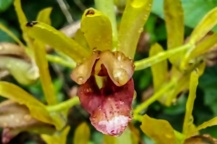 Pesquisadores identificam nova espécie de orquídea no Parque Estadual do Utinga